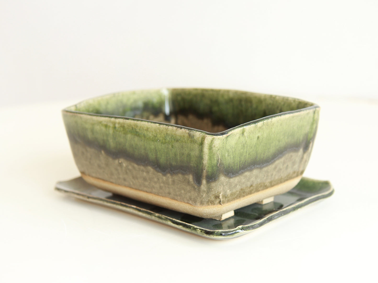 Small Bonsai